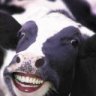 madcow